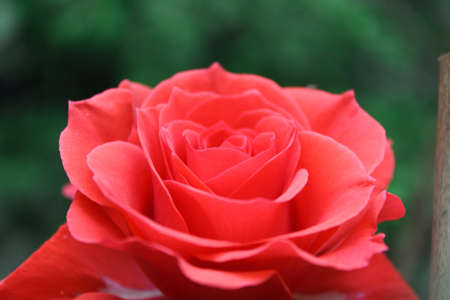 Beautiful macro photo of red roseの写真素材