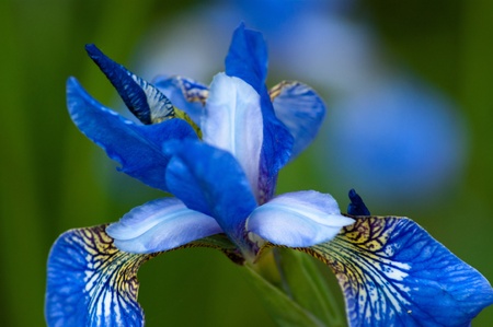 Blue Irisの写真素材