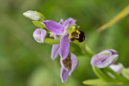 Bee Orchid  Orchis Apifera の写真素材