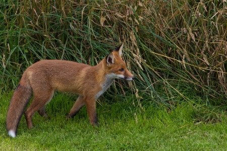 Single Red Fox  Vulpes vulpes Canidae の写真素材