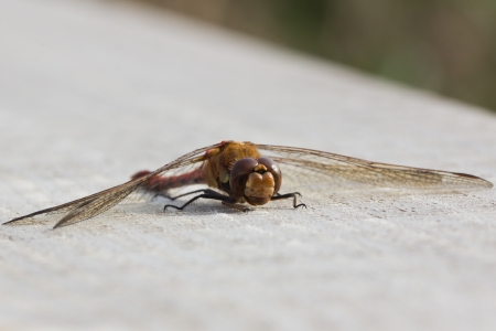 A male Common Darter Dragonfly (Sympetrum Striolatum) taking the autumn sunの写真素材