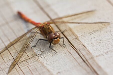 A Common Darter Dragonfly  Sympetrum striolatum  in the sunの写真素材