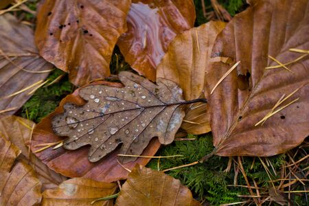Autumn leaves on the ground on a rainy dayの写真素材
