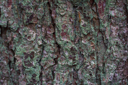 A background of green tinged bark