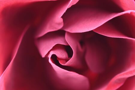 rose detailの写真素材