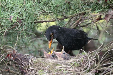 a blackbird feeding little birds in their nestの写真素材