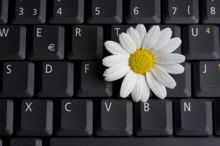 a white marguerite on a laptop computer keyboardの写真素材