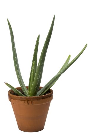 Aloe vera plant isolated on white backgroundの写真素材