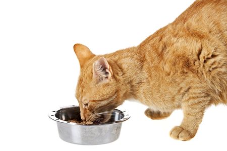 small cat and feeding dish isolated on whiteの写真素材