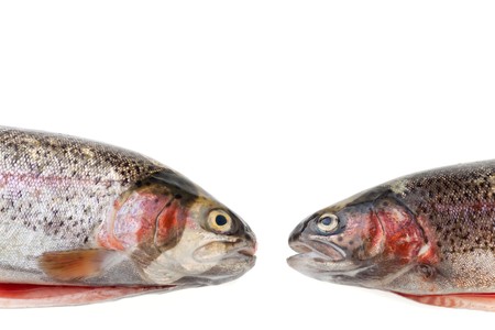 two rainbow trouts isolated on whiteの写真素材