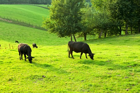 cows grazing on a green meadowの写真素材
