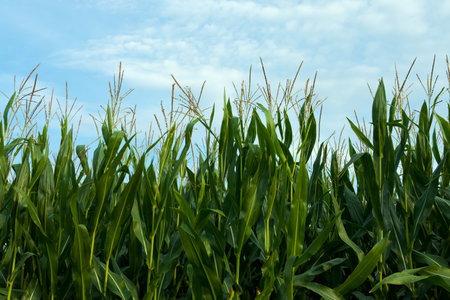 detail of a corn field in hallertau