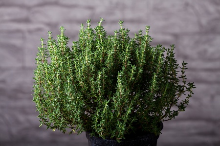 closeup of a thyme plant の写真素材