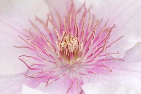 closeup of a clematis flower の写真素材