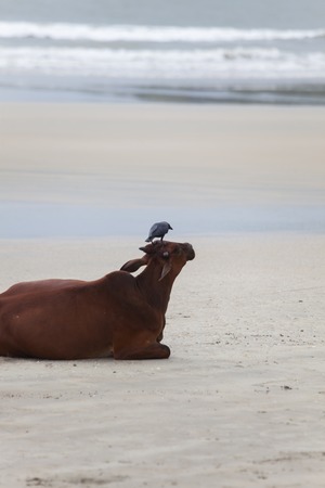 cow on the beach in indiaの写真素材