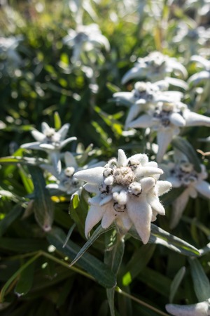 edelweiss flower in the karwendel alpsの写真素材