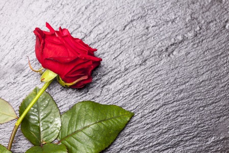 closeup of a beautiful red rose の写真素材