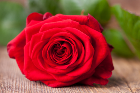 closeup of a beautiful red rose の写真素材