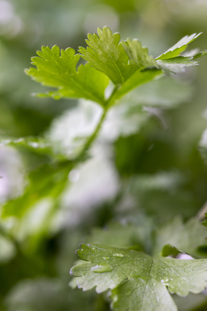 closeup of a cilantro plantの写真素材