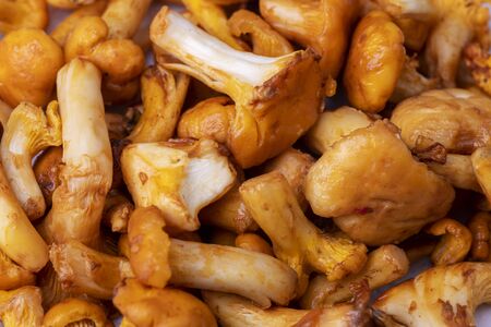 raw chanterelles on dark woodの写真素材