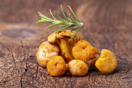 raw chanterelles on dark woodの写真素材