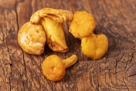 raw chanterelles on dark woodの写真素材