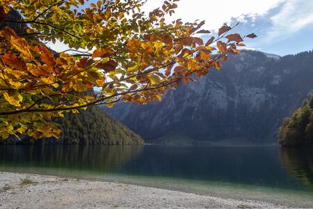 beech tree at koenigssee in bavariaの写真素材