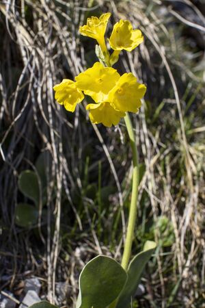cowslip flower in the bavarian alpsの写真素材