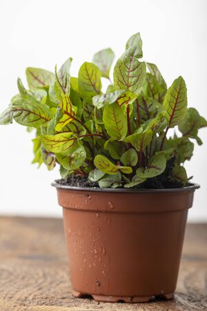 closeup of a sorrel plantの写真素材