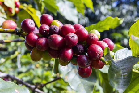 coffee beans at a treeの写真素材
