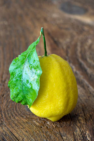 closeup of a amalfi lemonの写真素材