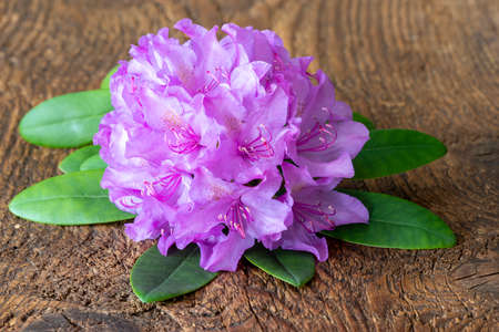 purple rhododendron flower on woodの写真素材