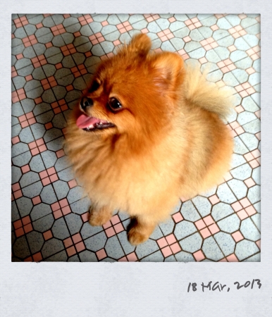 Cute little pomeranian puppyの素材