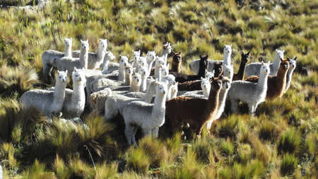 Ecuador, Alpaca animal beauty symbol in the Andes の写真素材