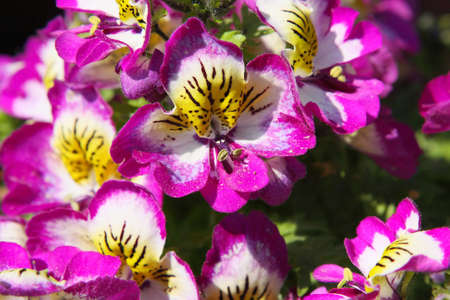 Flower Powerの写真素材