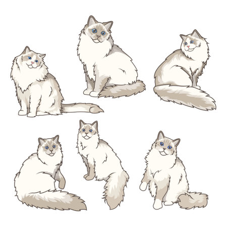 Explore Ragdoll cats in various charming poses. Our high-quality illustrations capture their grace and charm. Perfect for pet-related designs.のイラスト素材
