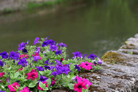 Petunias - decorative flowers along the river's  edge.  の写真素材