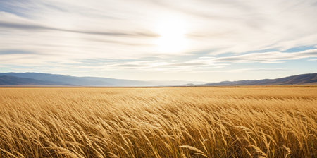 Golden wheat field with mountains in the background at sunset, New Zealandの素材