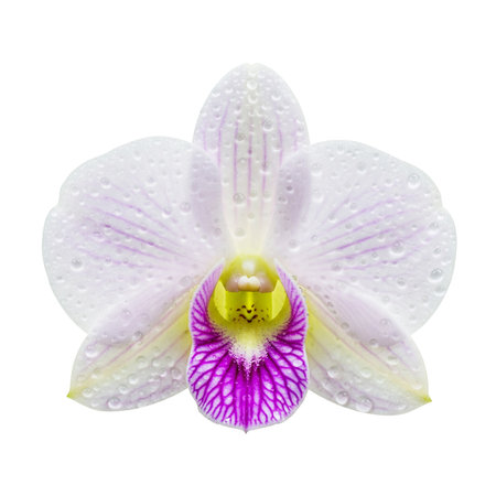 White orchid flower with water drops isolated on white background. Clipping pathの素材