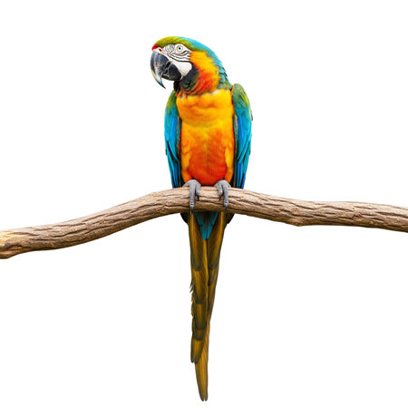 Colorful parrot sitting on a branch isolated on white background.の素材