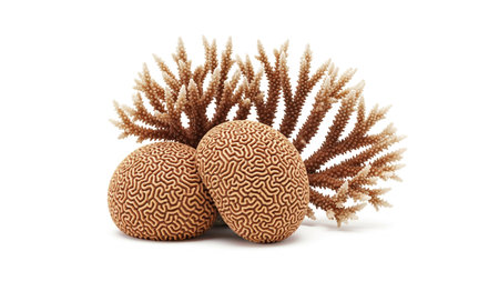 Coral isolated on white background. Clipping path included.の素材