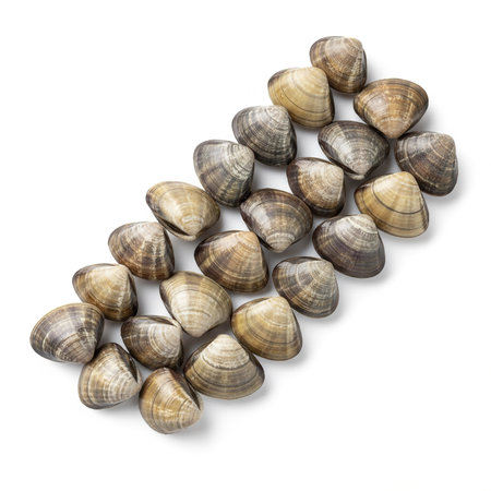 Fresh clams isolated on white background. Clams.の素材
