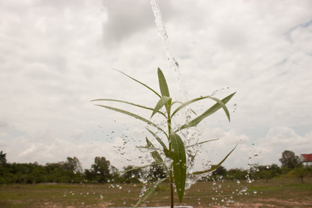 A drop of water from leaf plants,save the world.