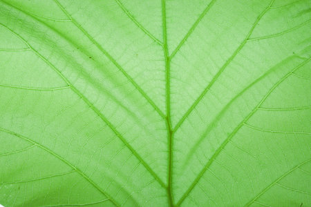Green leaves on a white background.