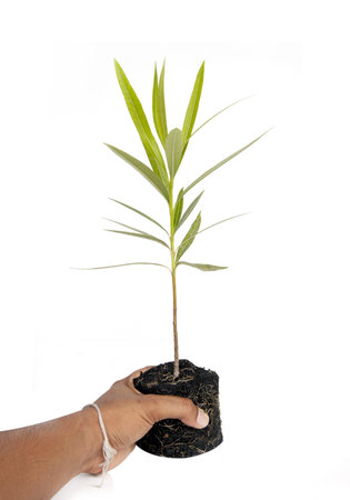 Tree in a male hand isolated on white background.