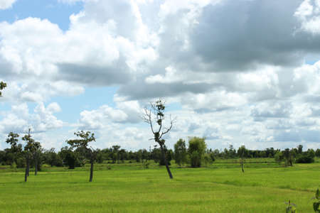 Agricultural season in the Northeast.Thailand.の写真素材