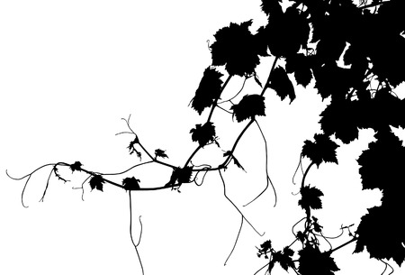 Grape Vine Vector Silhouetteのイラスト素材