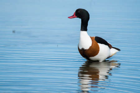 Den Helder, the Netherlands. May 2021. Shelduck wades through a lake in search of food. High quality photo. Close up.の写真素材