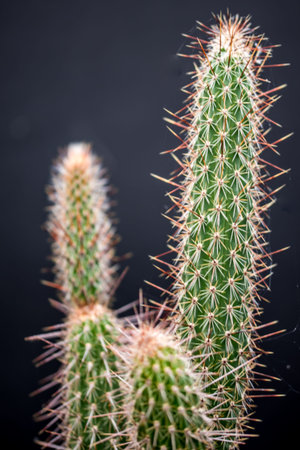 Den Helder, the Netherlands. June 2020. Close up of the spines of a cactus. High quality photo