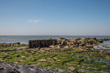 Den Helder, the Netherlands. July 2021. The dune landscape and the coast of North Holland. High quality photoの写真素材